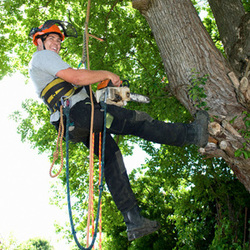 Tree Removal Naperville 