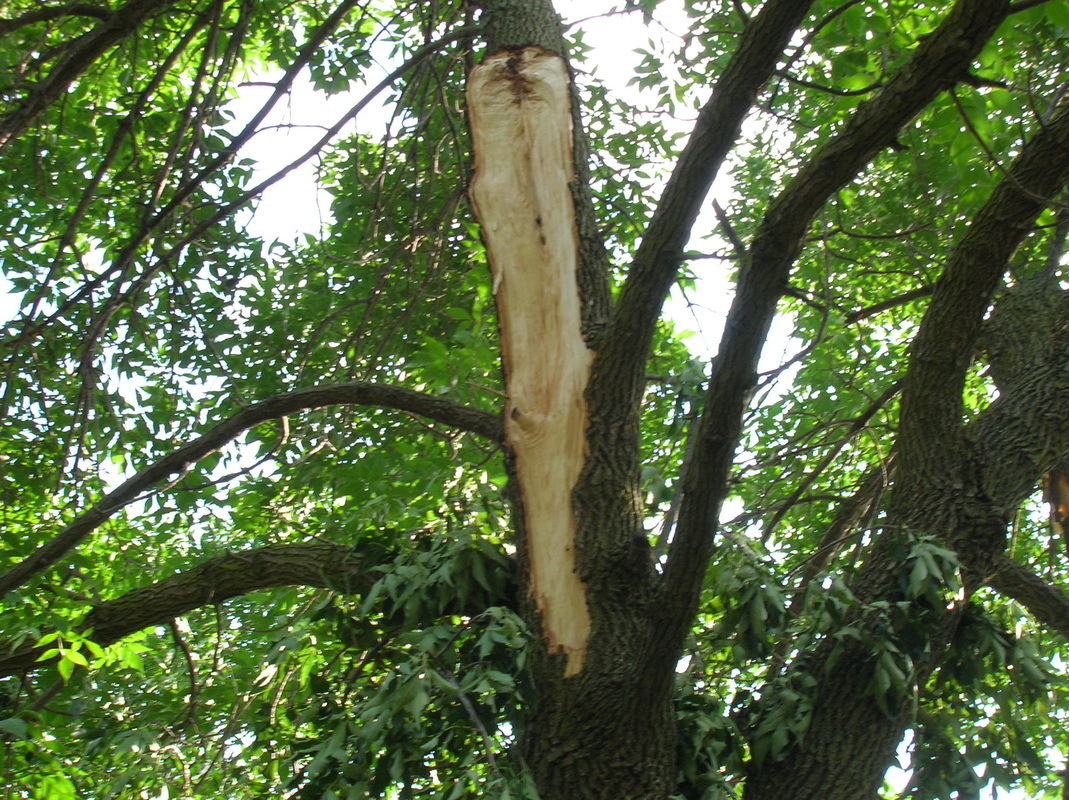 Affordable Tree Removal Naperville Illinois 